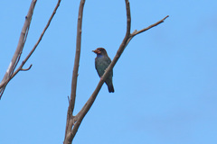 Eurystomus orientalis pacificus