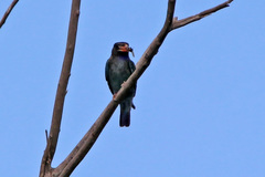 Eurystomus orientalis pacificus