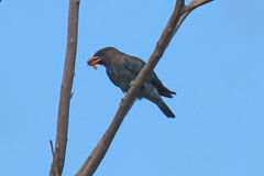 Eurystomus orientalis pacificus