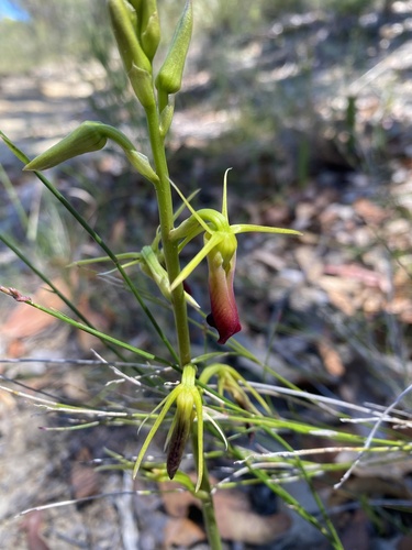 Large Tongue Orchid (Cryptostylis subulata)