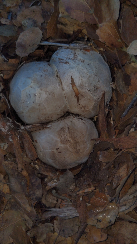 Clathrus ruber · February 2026 · photo: © georgewilliams1 (iNaturalist, cc0)