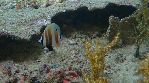 Butterflyfish (Coradion chrysozonus) — Chaetodontidae — 5