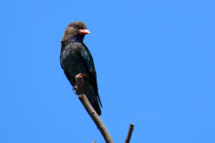 Eurystomus orientalis pacificus