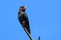 Eurystomus orientalis pacificus