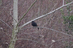 Turdus merula