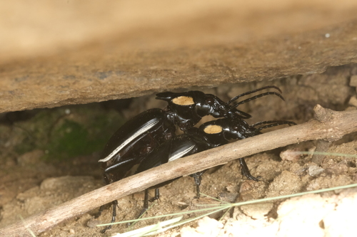 Common Oogpister photo 4