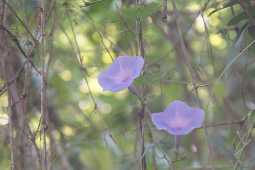 Ipomoea setosa, photograph 3