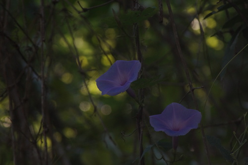 Ipomoea setosa, photograph 4