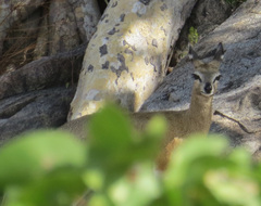 Oreotragus oreotragus