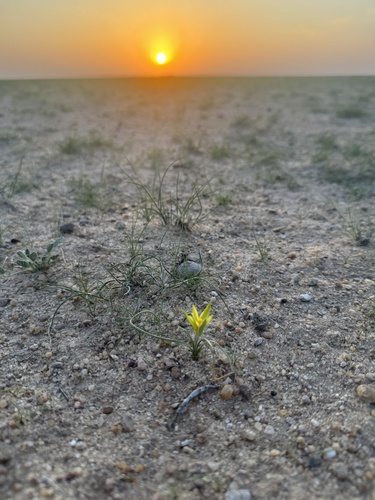 Gagea reticulata, photograph 1