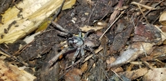Calisoga longitarsis
