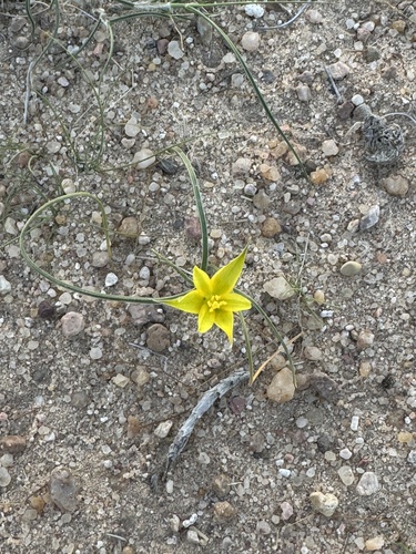 Gagea reticulata, photograph 2