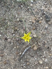 Gagea reticulata, photograph (c) Manca Alič, some rights reserved (CC BY)