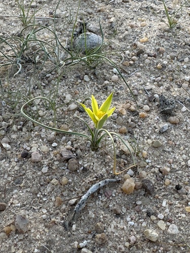 Gagea reticulata, photograph 3