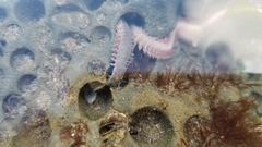 Phyllodocida