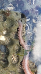 Phyllodocida