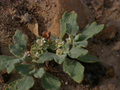 Anastatica hierochuntica