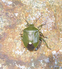 Chlorochroa juniperina