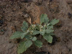 Anastatica hierochuntica