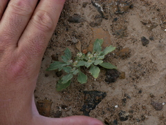 Anastatica hierochuntica