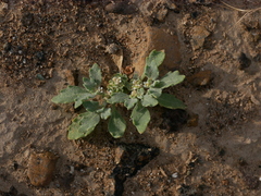 Anastatica hierochuntica