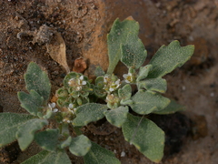 Anastatica hierochuntica