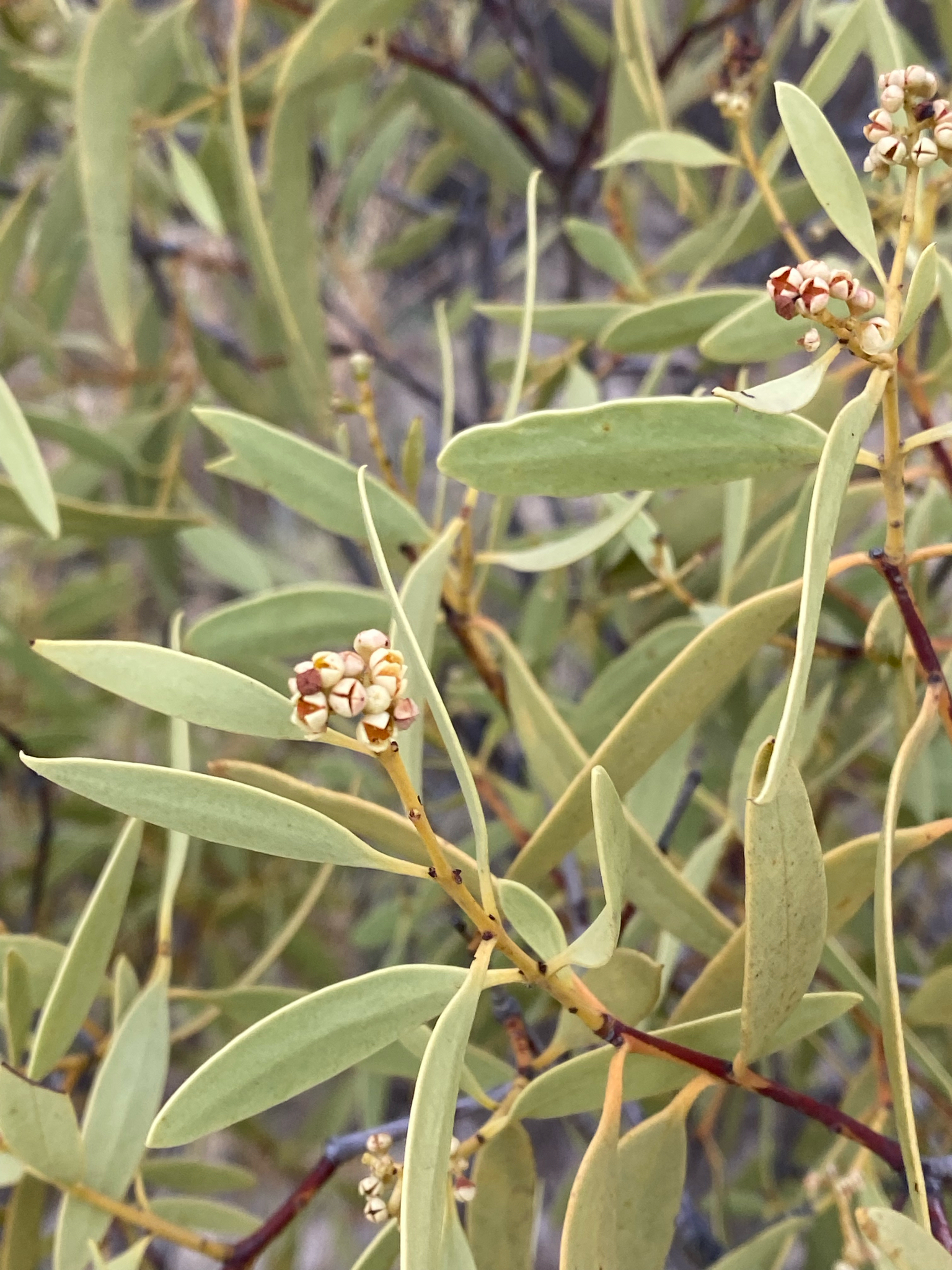 Desert Quandong (Santalum acuminatum)