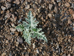 Citrullus colocynthis