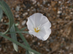 Convolvulus prostratus