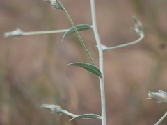 Convolvulus prostratus