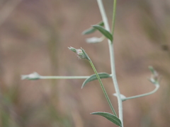Convolvulus prostratus