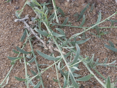 Convolvulus prostratus