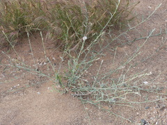 Convolvulus prostratus