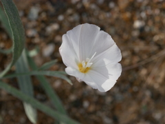 Convolvulus prostratus