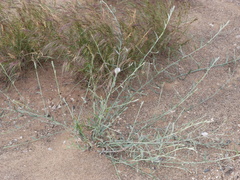 Convolvulus prostratus