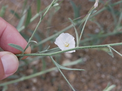 Convolvulus prostratus