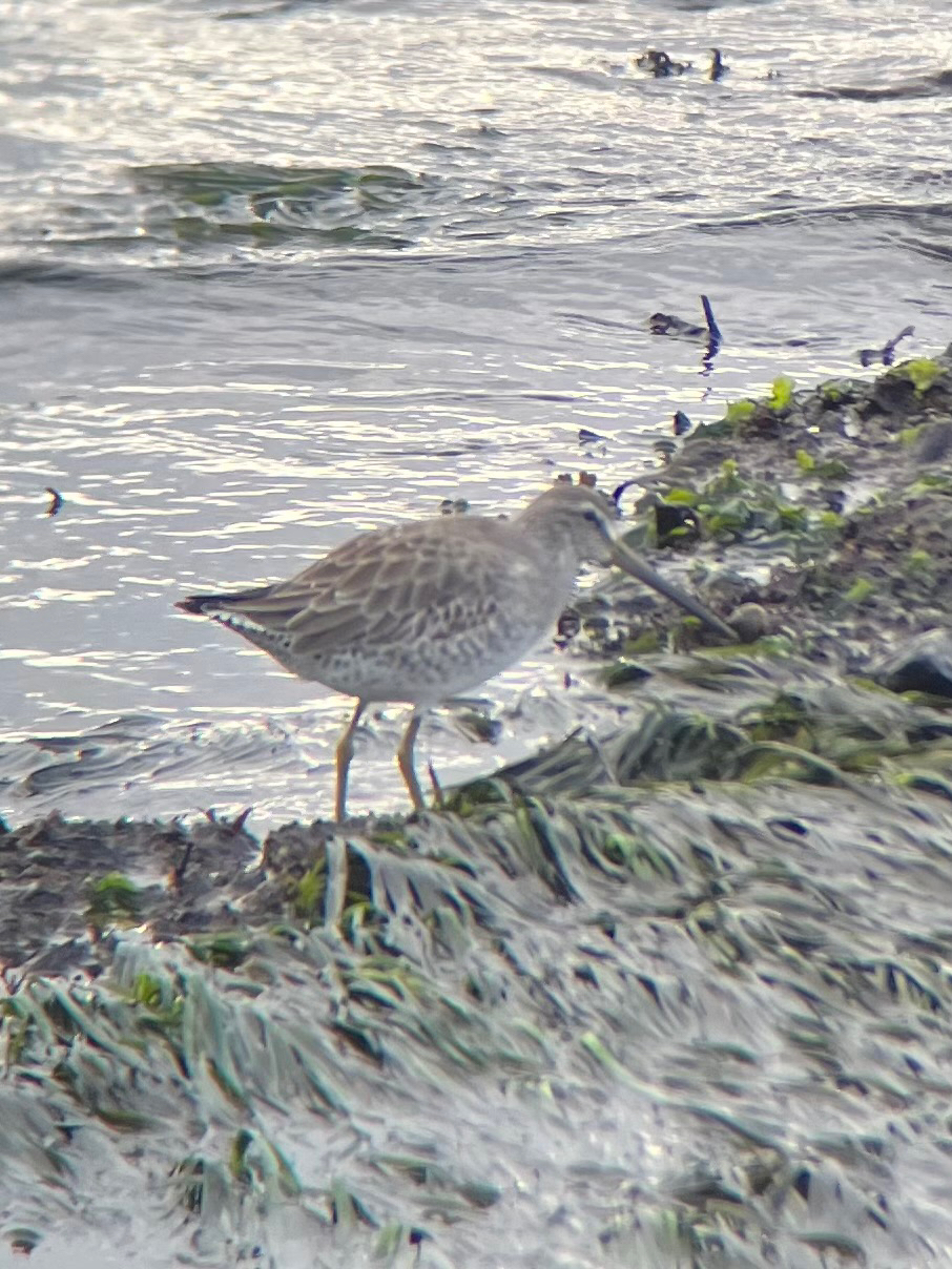 Short-billed Dowitcher (Limnodromus griseus), photo 5