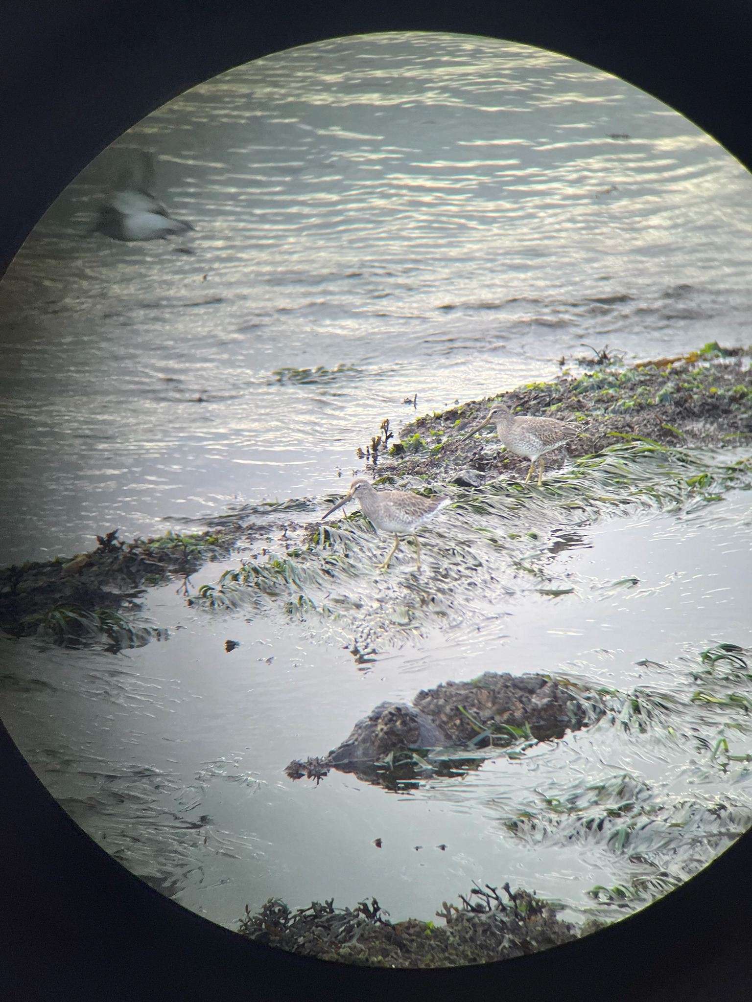 Short-billed Dowitcher (Limnodromus griseus), photo 2
