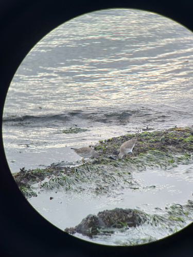 Short-billed Dowitcher (Limnodromus griseus), photo 10