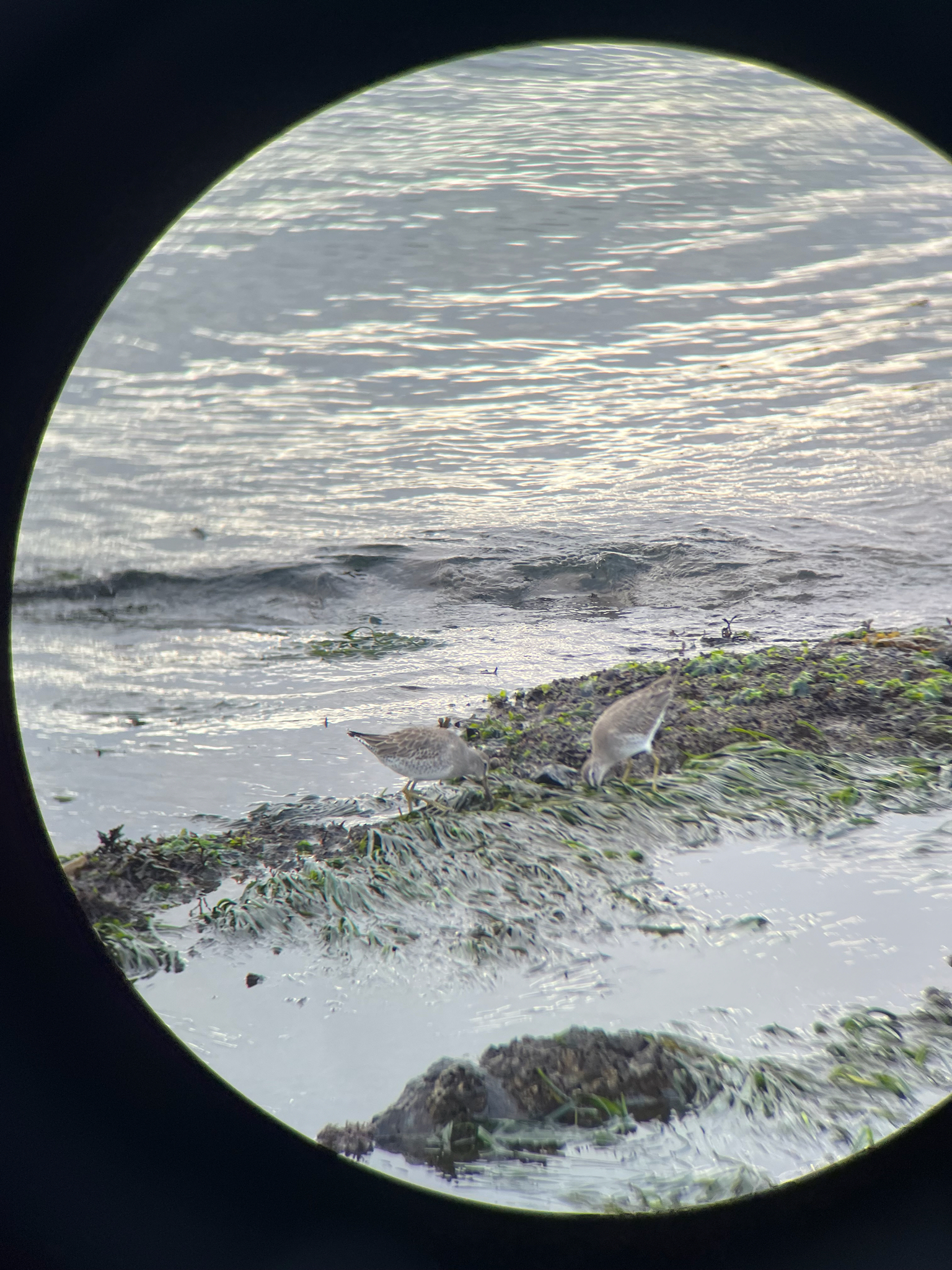 Short-billed Dowitcher (Limnodromus griseus), photo 4