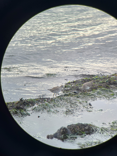 Short-billed Dowitcher (Limnodromus griseus), photo 3