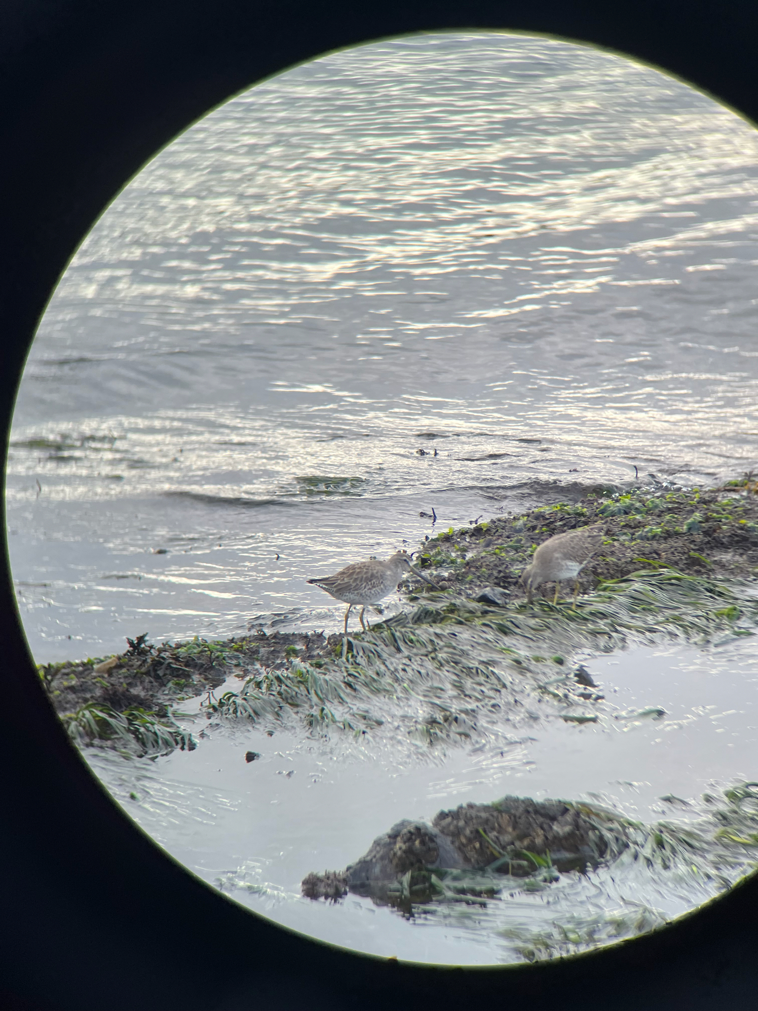 Short-billed Dowitcher (Limnodromus griseus), photo 3