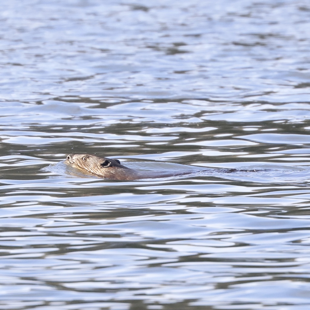 North American River Otter in February 2026 by cozritivoiu · iNaturalist