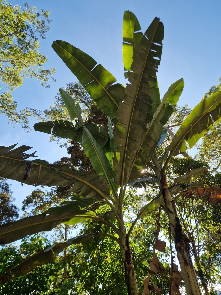 Giant Highland Banana (Musa ingens)