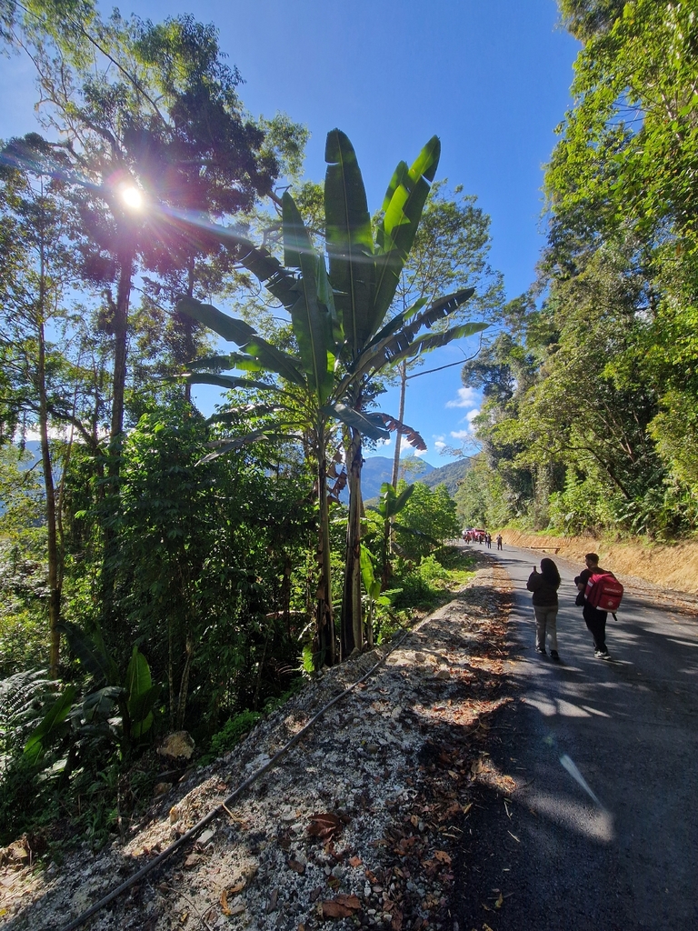 Giant Highland Banana (Musa ingens)