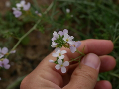 Erucaria hispanica