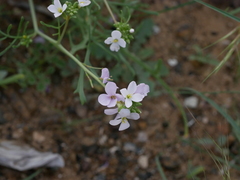 Erucaria hispanica
