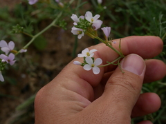 Erucaria hispanica