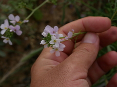 Erucaria hispanica