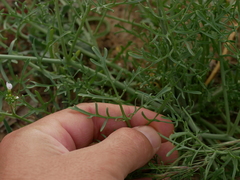 Erucaria hispanica